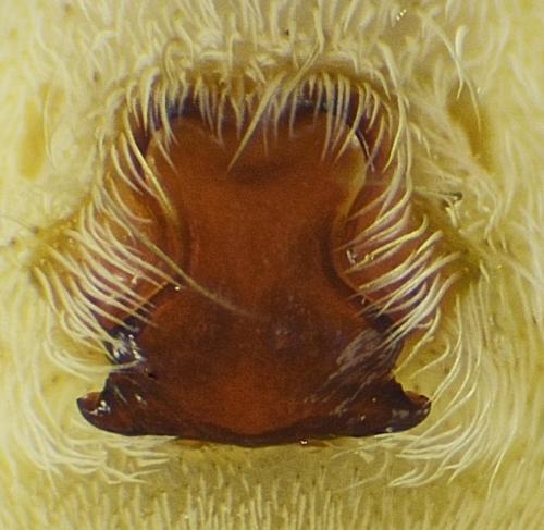 Pardosa monticola